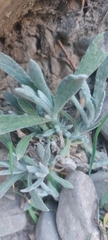 Pseudognaphalium