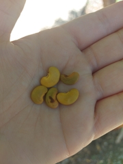 Lonchocarpus longistylus