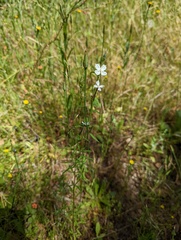Clarkia epilobioides