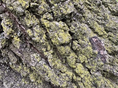 Bryophyta