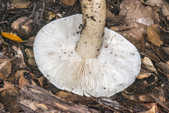 Tricholoma viridiolivaceum