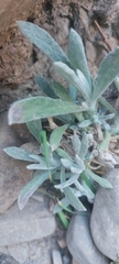 Pseudognaphalium