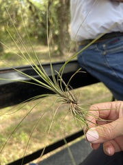 Tillandsia bartramii