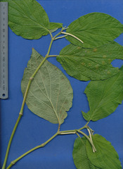 Piper pseudofuligineum