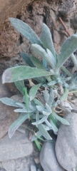 Pseudognaphalium