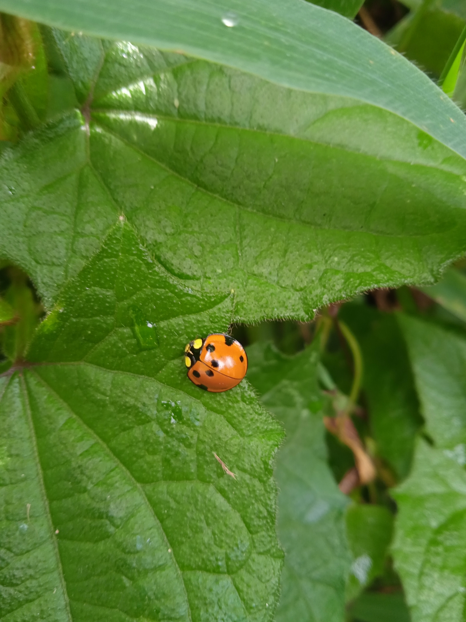 Gelechiidae image