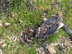 Aves