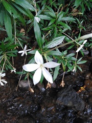 Hippobroma longiflora