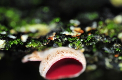 Phillipsia domingensis