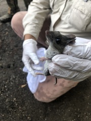 Peromyscus gossypinus