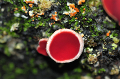 Phillipsia domingensis