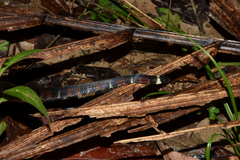 Atractus badius