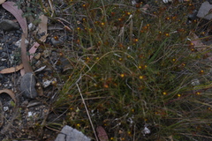 Tagetes multiflora