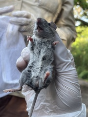 Peromyscus gossypinus