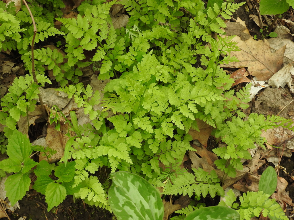 lowland brittle fern from Chesterfield, MO, USA on May 2, 2022 at 0907