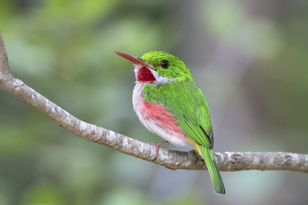 Broad-billed Tody photo