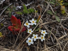 Leptosiphon rosaceus