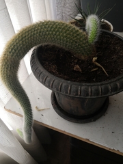 Cleistocactus colademononis