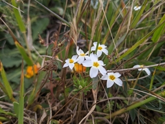 Leptosiphon rosaceus