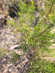Baccharis boliviensis