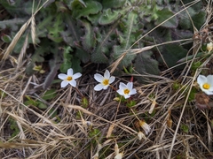 Leptosiphon rosaceus