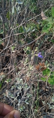 Salvia thymoides