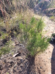 Baccharis boliviensis
