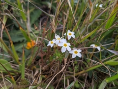 Leptosiphon rosaceus