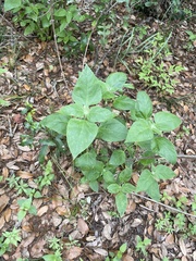 Ruellia drummondiana