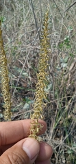 Mesadenus polyanthus