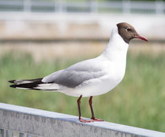 Chroicocephalus ridibundus