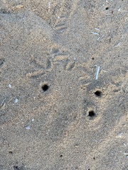 Haematopus ostralegus