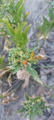 Solanaceae