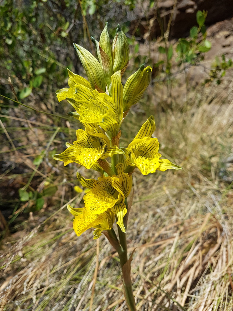Chloraea barbata