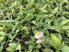 Erigeron longipes