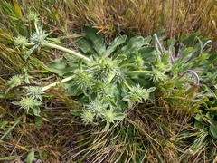 Eryngium armatum