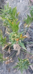 Solanaceae