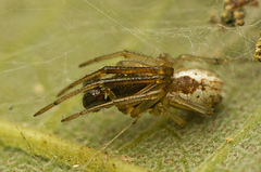Theridion theridioides