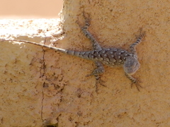 Sceloporus