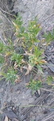 Solanaceae