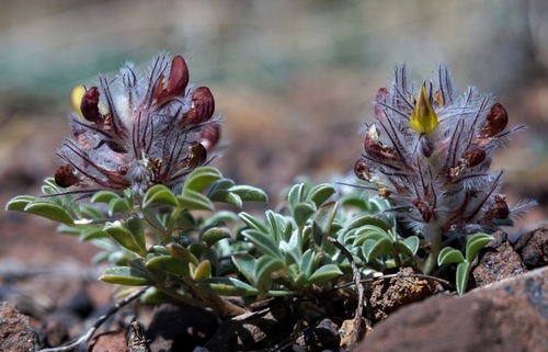 Image of Dalea jamesii by (c) Andrew Tree, some rights reserved (CC BY)