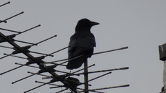 Corvus corone