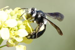 Andrena agilissima