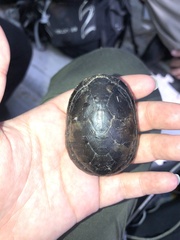 Kinosternon steindachneri