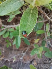 Phrynocepha