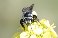 Andrena agilissima