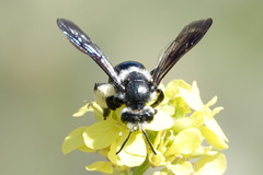 Andrena agilissima