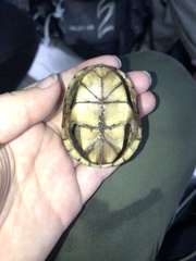 Kinosternon steindachneri