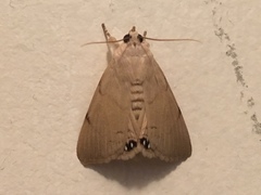 Litoprosopus coachella