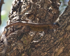 Sceloporus grammicus
